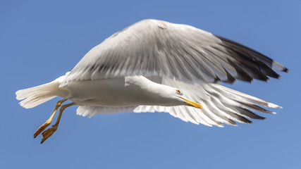 Seagull Flying On Blue Sky