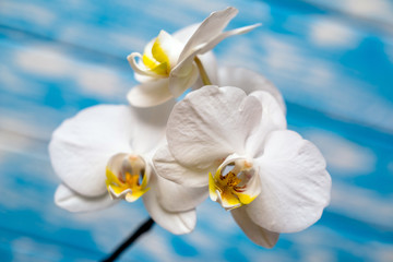 Fototapeta na wymiar Branch of a white orchid lies on a blue wooden background 