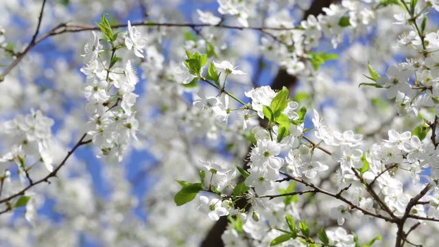 Closeup view of many beautiful white flowers growing on branches of fruit tree outside at bright sunny blue sky background. Floral natural background.
