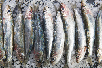 Sardinas frescas crudas sobre un lecho de sal marina, pescado azul para preparar la comida