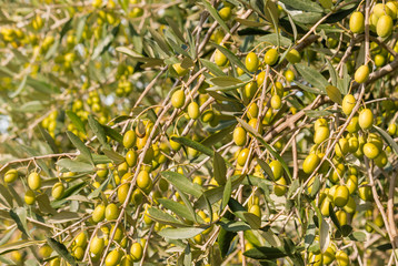 olive tree with ripe green olives 