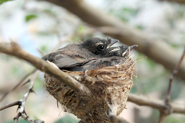 Oriental Magpie-Robin baby (three weeks) waiting food from mother and father in the nest.