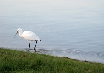 CRANE BIRD ON THE LAKE