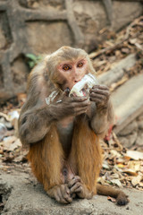 the monkey eats garbage. concept of nature protection and protection of animals