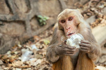 the monkey eats garbage. concept of nature protection and protection of animals