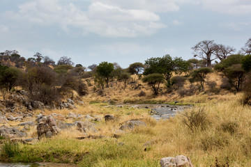 Fototapeta na wymiar Savanne - Tansania