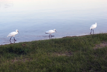 CRANE BIRD ON THE LAKE