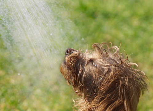 dog have a shower in the garden