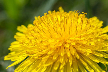 Yellow dandelion blossom with blured background, macro photo