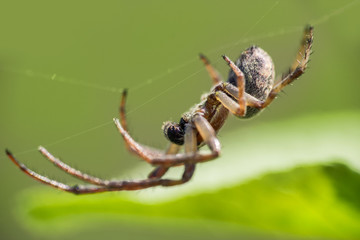 Spider on net with blured background, macro photo