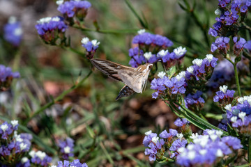Hummingbird hawk-moth Macroglossum stellatarum hovering over a flower
