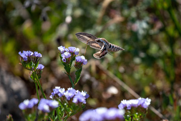 Hummingbird hawk-moth Macroglossum stellatarum hovering over a flower