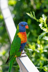 Close up of Multicolored Rainbow Lorikeet parrot Trichoglossus haematodus. This is a species of birds that is native to Australia