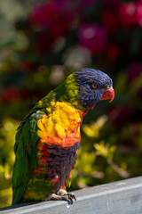 Close up of Multicolored Rainbow Lorikeet parrot Trichoglossus haematodus. This is a species of birds that is native to Australia