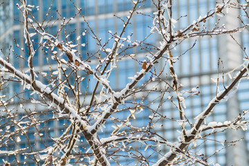 Sunny day city view in winter with a tree in foreground and modern building sky scrapers in background
