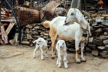 small white goats and mother feeding their children with milk