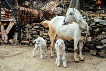 Fototapeta premium small white goats and mother feeding their children with milk