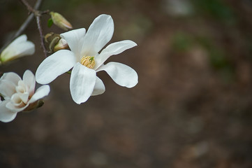 magnolia branch in sunny morning