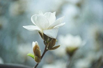 Fototapeta na wymiar magnolia branch in sunny morning