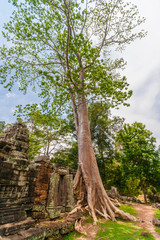 Fototapeta na wymiar A very tall tropical tree with huge roots grew out of the ruins of Banteay Kdei temple in Angkor, Cambodia.