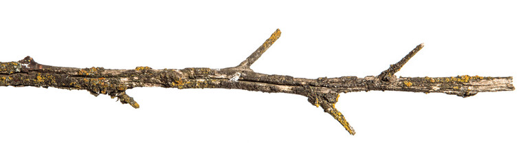 dry branch of apricot tree. Isolated on white background