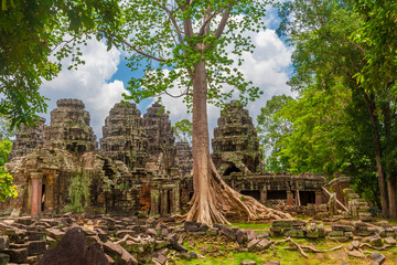 Surrounded by jungle and ancient construction stones on the ground, stands a very tall tropical...
