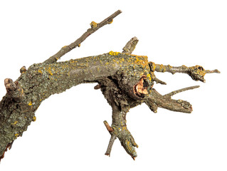 Fototapeta premium dry branch of apricot tree. Isolated on white background
