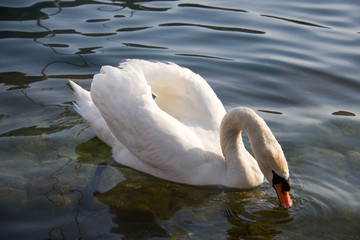 white swan with beack under water eating