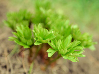 Young peony bush