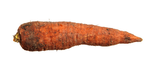 fresh carrots stored in the cellar. Isolated on white background