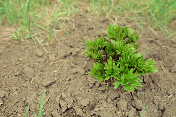 Young peony bush