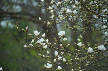 magnolia branch in sunny morning