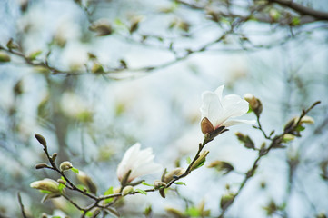 magnolia branch in sunny morning