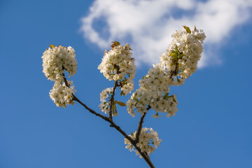 branch of a blossoming apricot against the blue sky