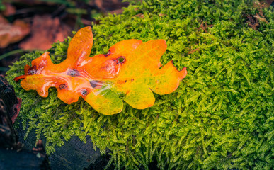 Fading nature in autumn plants
