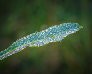 Fading nature in autumn plants