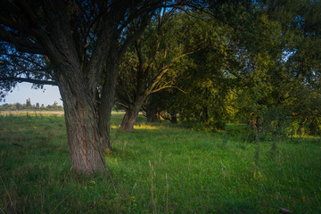 Faded nature in late summer and autumn