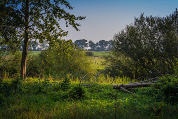 Faded nature in late summer and autumn