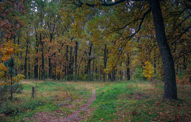 Autumn woods