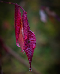 Fading nature in autumn plants