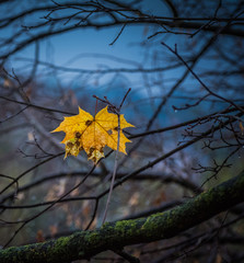 Fading nature in autumn plants