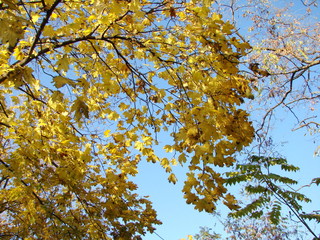 golden autumn in Odessa parks.