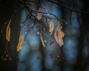 Fading nature in autumn plants