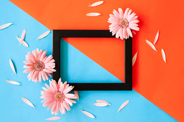 Empty frame and  gerbera flowers on colorful background