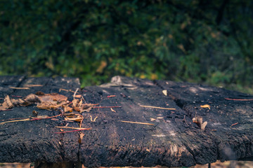 Fading nature in autumn plants