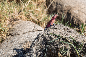 Siedleragame (Agama agama) 