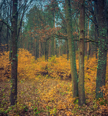Autumn woods