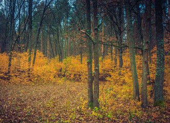 Autumn woods