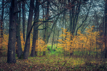 Obraz premium Autumn woods