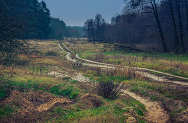 Autumn woods